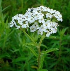 Yarrow for osteoarthritis